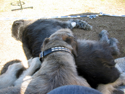 Loke och jag med våra nya halsband