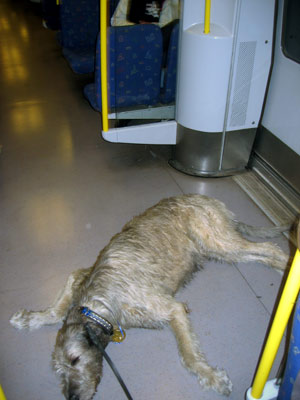 Var trött på tunnelbanan på vägen hem